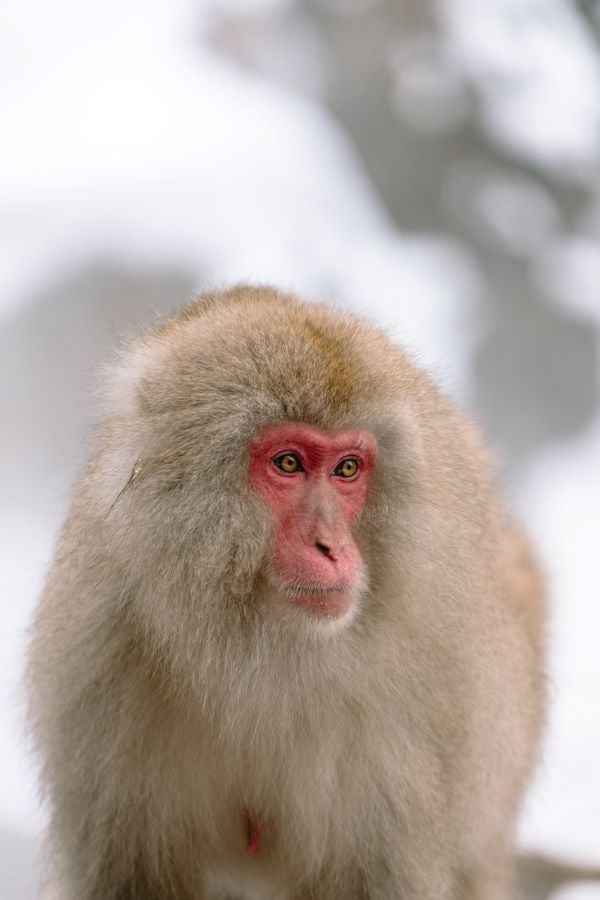 Nagano Snow Monkeys